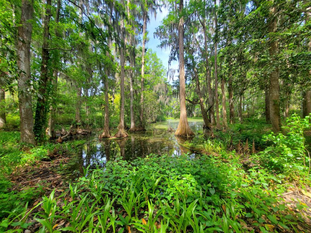 Swamp Near Chaleston