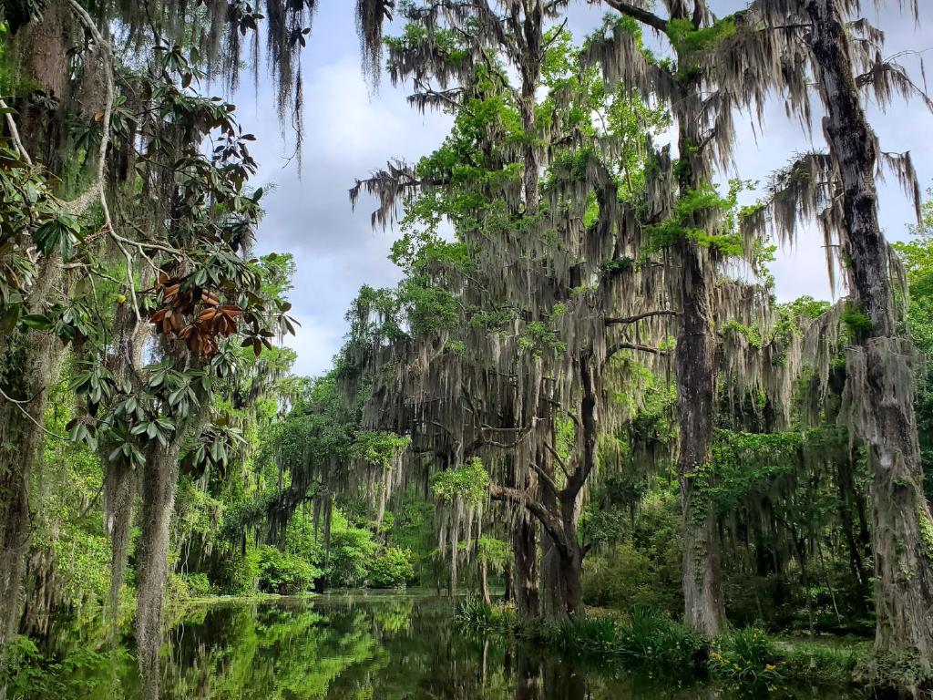 Spanish Moss Is Neither Moss nor Spanish
