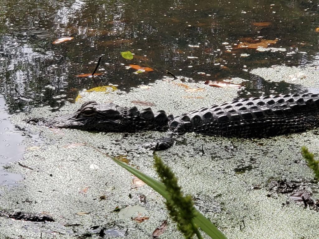 Suprise Charleston Has Alligators