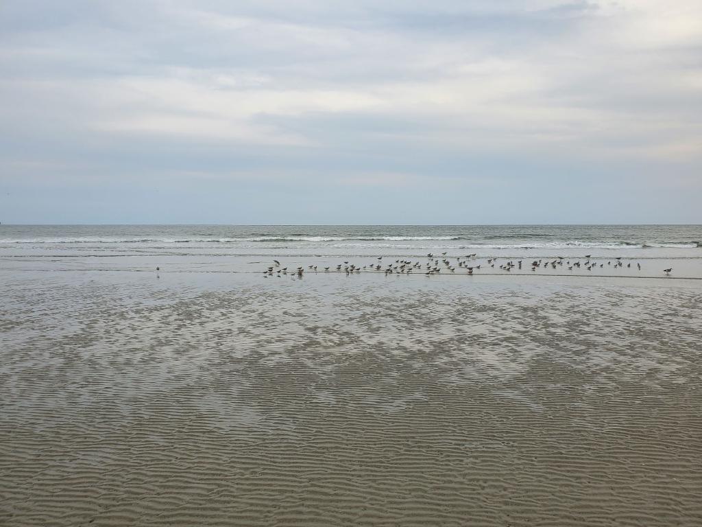 Charleston Beach With Warm Atlantic